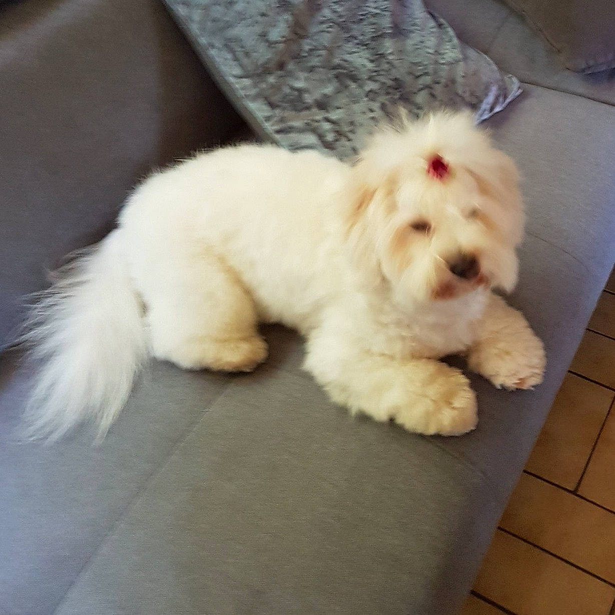 Néfértiti a rejoint le concours — aidez-le/la à gagner de superbes lots ! bichon, canidae, carnivore, cockapoo, companion_dog, coton_de_tulear, dog, dog_breed, havanese, maltepoo, maltese, mammal, non_sporting_group, nose, poodle, poodle_crossbreed, puppy, toy_dog, toy_poodle, vertebrate