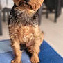 Max participe au concours pour gagner de l'argent avec cette photo : dog, small_dog, yorkshire_terrier, pet, indoor, blanket, fur, cute, animal, sitting, looking, ears, brown, black, close_up, curious, companion, domestic, portrait, furry