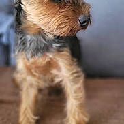 Max participe au concours pour gagner de l'argent avec cette photo : dog, small_dog, portrait, close_up, fur, ears, brown_fur, black_fur, pet, canine, animal, indoor, curious, looking_away, sitting, companion, cute, furry, domestic_animal, friendly