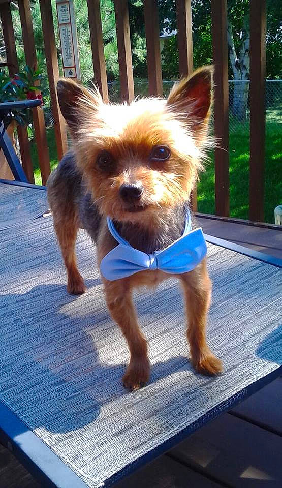 Cheeto joined the competition — help win amazing prizes! australian_silky_terrier, australian_terrier, canidae, carnivore, companion_dog, dog, dog_breed, dog_clothes, dog_walking, mammal, norwich_terrier, puppy, rare_breed_dog, small_terrier, snout, terrier, toy_dog, vertebrate, yorkipoo, yorkshire_terrier