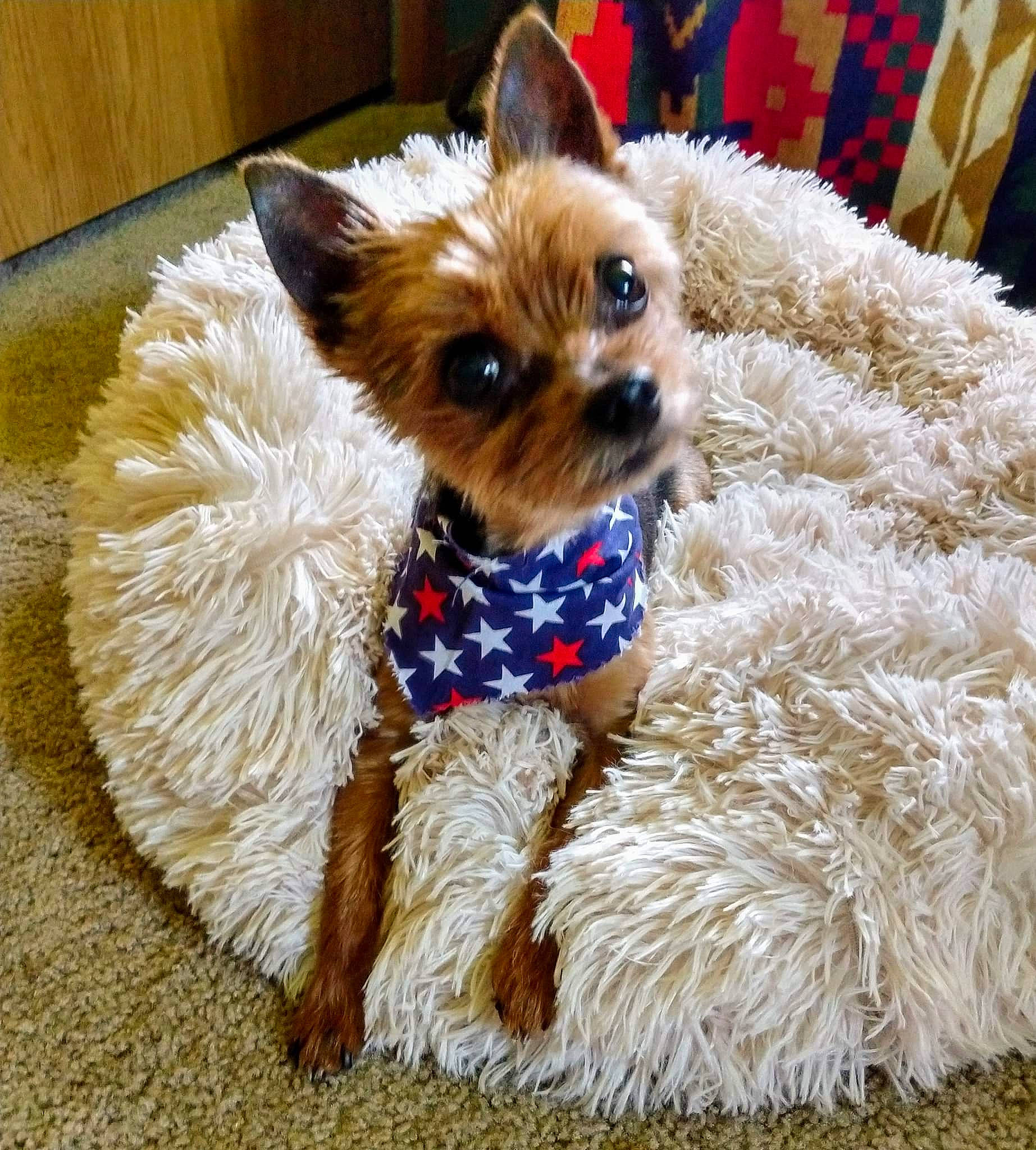 Cheeto joined the competition — help win amazing prizes! australian_silky_terrier, biewer_terrier, canidae, carnivore, companion_dog, dog, dog_breed, dog_clothes, maltepoo, mammal, morkie, norwich_terrier, puppy, small_terrier, snout, terrier, toy_dog, vertebrate, yorkipoo, yorkshire_terrier