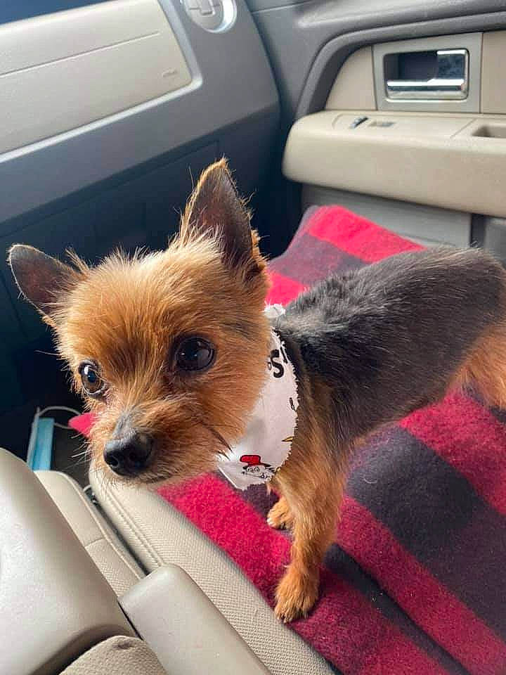 Cheeto is registered to the contest to win money with this photo: auto_part, car_seat, carnivore, companion_dog, dog, dog_breed, dog_supply, family_car, fawn, fur, small_terrier, snout, sporting_group, steering_wheel, toy_dog, vehicle_door, whiskers, window, working_animal, yorkshire_terrier