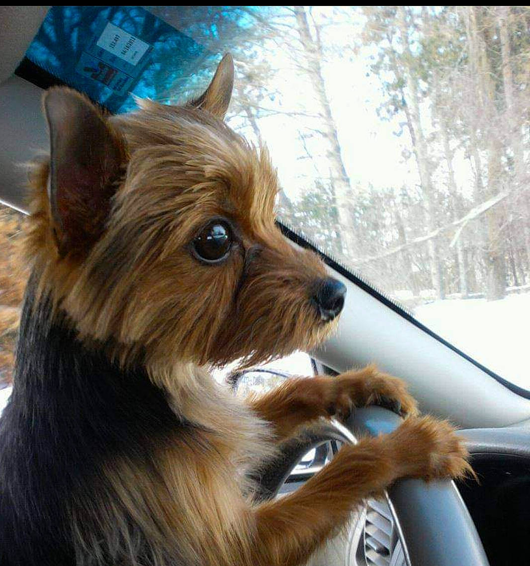 Cheeto joined the competition — help win amazing prizes! automotive_lighting, automotive_mirror, carnivore, companion_dog, dog, dog_breed, fawn, fur, liver, small_terrier, snout, sporting_group, terrier, toy_dog, tree, vehicle, whiskers, window, windscreen_wiper, windshield