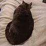 Sophia joined the competition — help win amazing prizes! animal, blanket, cat, comfort, cozy, curled_up, cute, domestic_animal, ears, feline, fur, indoor, nap, pet, relaxation, resting, sleeping, soft, tail, whiskers
