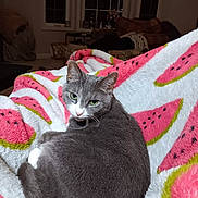Sophia is registered to the contest to win money with this photo: animal, blanket, cat, couch, cozy, domestic_cat, fur, gray_cat, green_eyes, home, indoor, lamp, living_room, pet, relaxed, resting, soft_texture, watermelon_pattern, white_cat, window