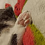 Sophia joined the competition — help win amazing prizes! animal, blanket, cat, close_up, colorful, comfort, cozy, feline, furry, fuzzy, gray_fur, indoor, paw, pet, pink_pads, resting, sleeping, soft_texture, watermelon_pattern, white_fur