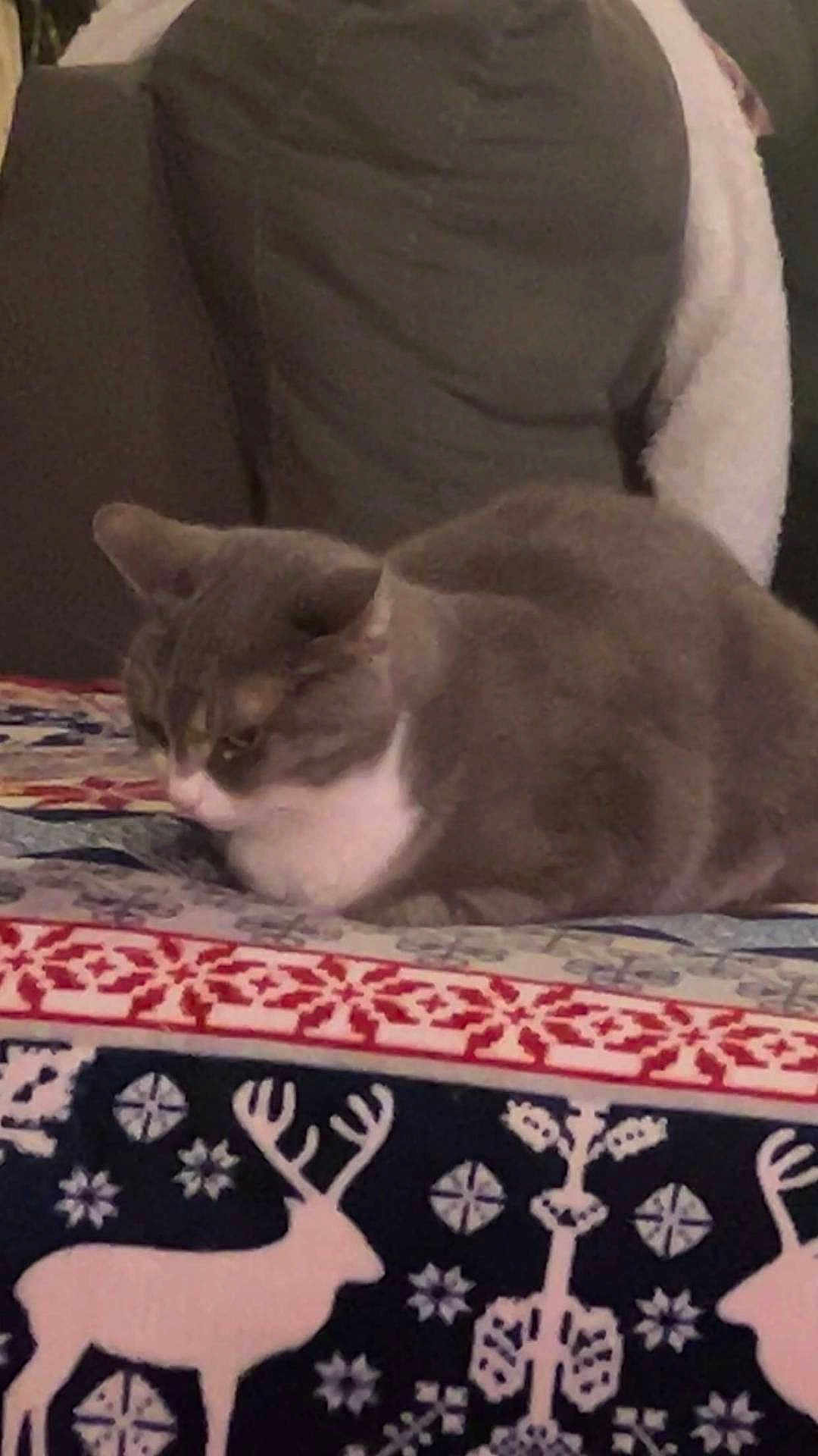 Sophia