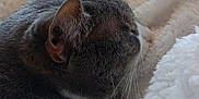 Sophia is registered to the contest to win money with this photo: animal, blanket, cat, close_up, comfort, cozy, cute, fur, furry, gray_tabby, indoor, peaceful, pet, relaxed, resting, sleeping, soft_texture, warm, whiskers, white