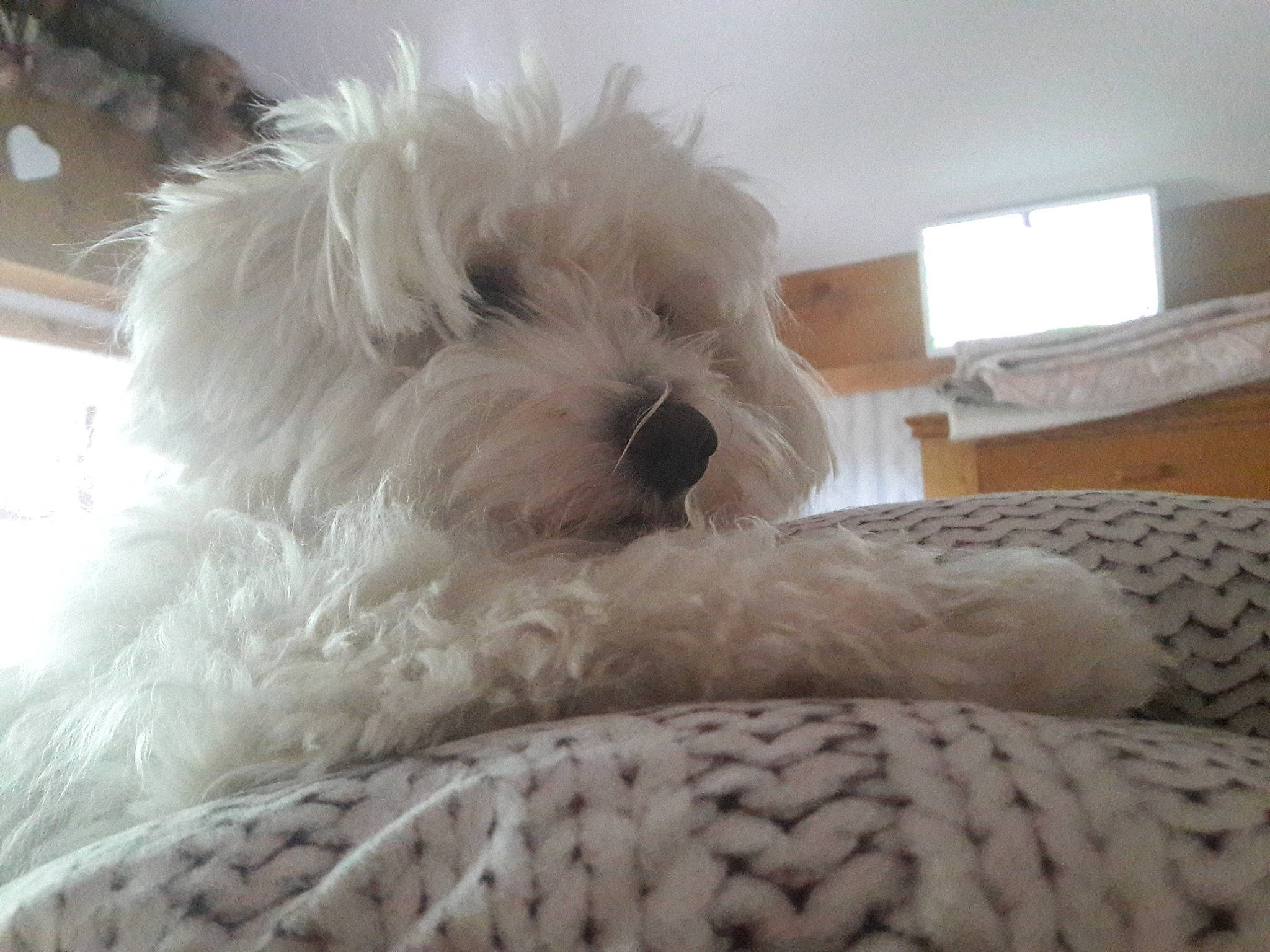 Nice a rejoint le concours — aidez-le/la à gagner de superbes lots ! bolognese, bolonka, canidae, carnivore, cavapoo, cockapoo, companion_dog, coton_de_tulear, dog, dog_breed, maltepoo, maltese, mammal, non_sporting_group, puppy, schnoodle, snout, terrier, toy_dog, west_highland_white_terrier