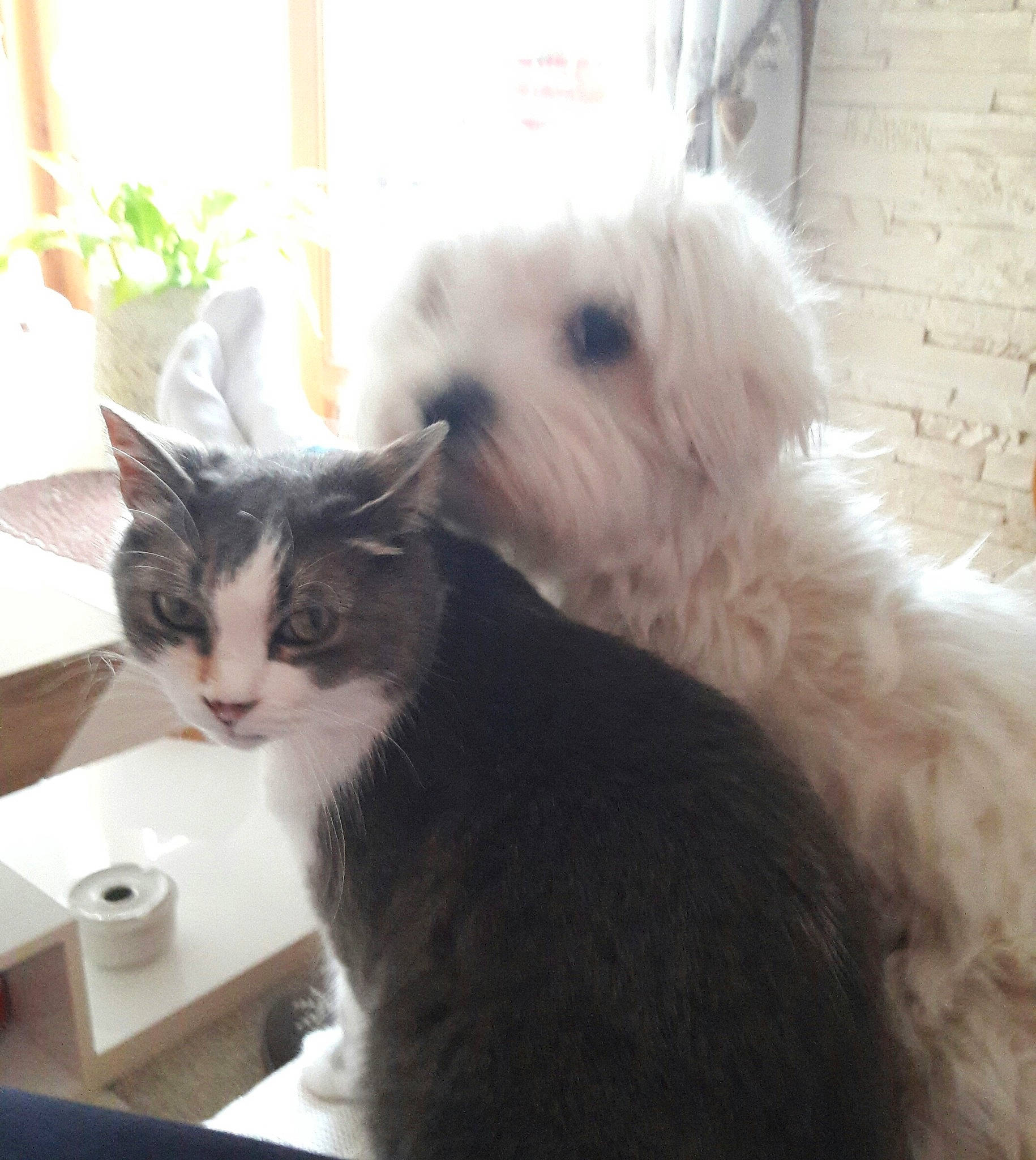 Nice participe au concours pour gagner de l'argent avec cette photo : canidae, carnivore, cat, dog, dog_breed, felidae, kitten, maltepoo, maltese, mammal, non_sporting_group, old_english_sheepdog, puppy, small_to_medium_sized_cats, toy_dog, vertebrate, west_highland_white_terrier, whiskers