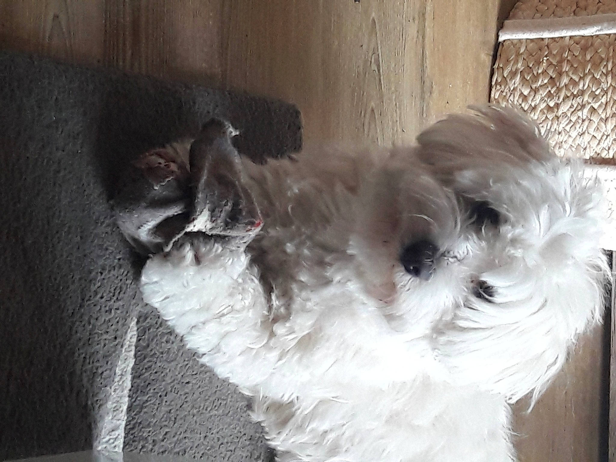 Nice participe au concours pour gagner de l'argent avec cette photo : canidae, carnivore, dog, dog_breed, glen_of_imaal_terrier, havanese, irish_soft_coated_wheaten_terrier, lhasa_apso, mammal, miniature_schnauzer, non_sporting_group, schnauzer, shih_tzu, small_terrier, snout, sporting_group, terrier, tibetan_terrier, vertebrate, west_highland_white_terrier