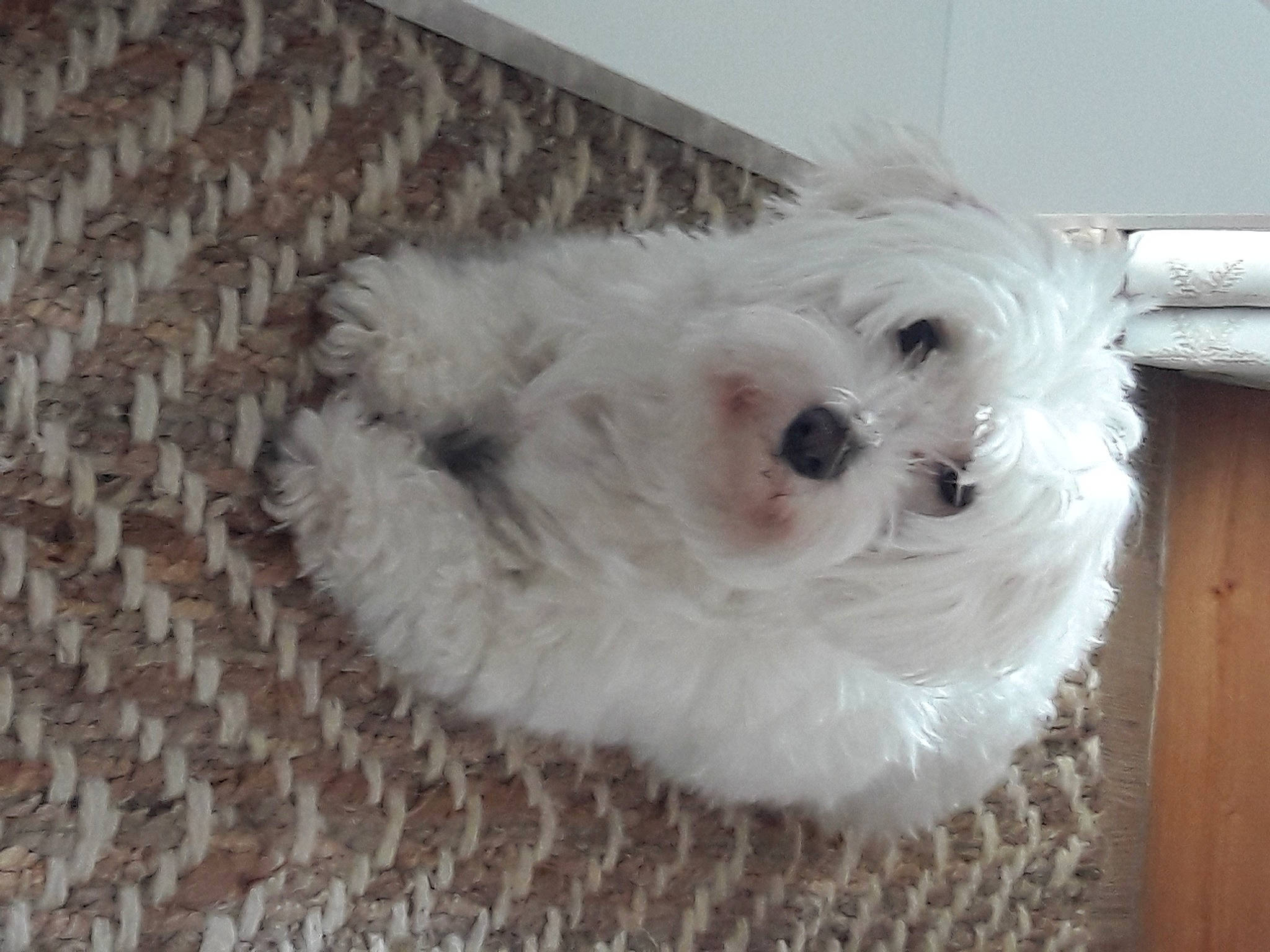 Nice a rejoint le concours — aidez-le/la à gagner de superbes lots ! bichon, bolognese, bolonka, canidae, carnivore, cockapoo, companion_dog, coton_de_tulear, dog, dog_breed, havanese, maltepoo, maltese, mammal, non_sporting_group, puppy, schnoodle, toy_dog, toy_poodle, west_highland_white_terrier