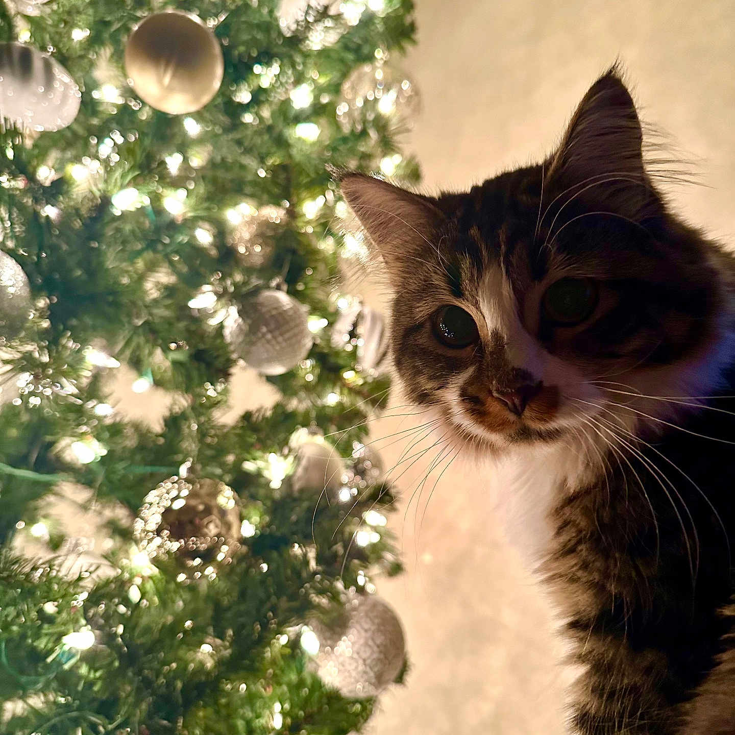 Aster joined the competition — help win amazing prizes! abyssinian, accessories, animal, cat, christmas, christmasdecorations, christmastree, christmastreeornaments, conifer, festival, fir, kitten, lighting, manx, ornament, pet, pine, plant, sphere, tree