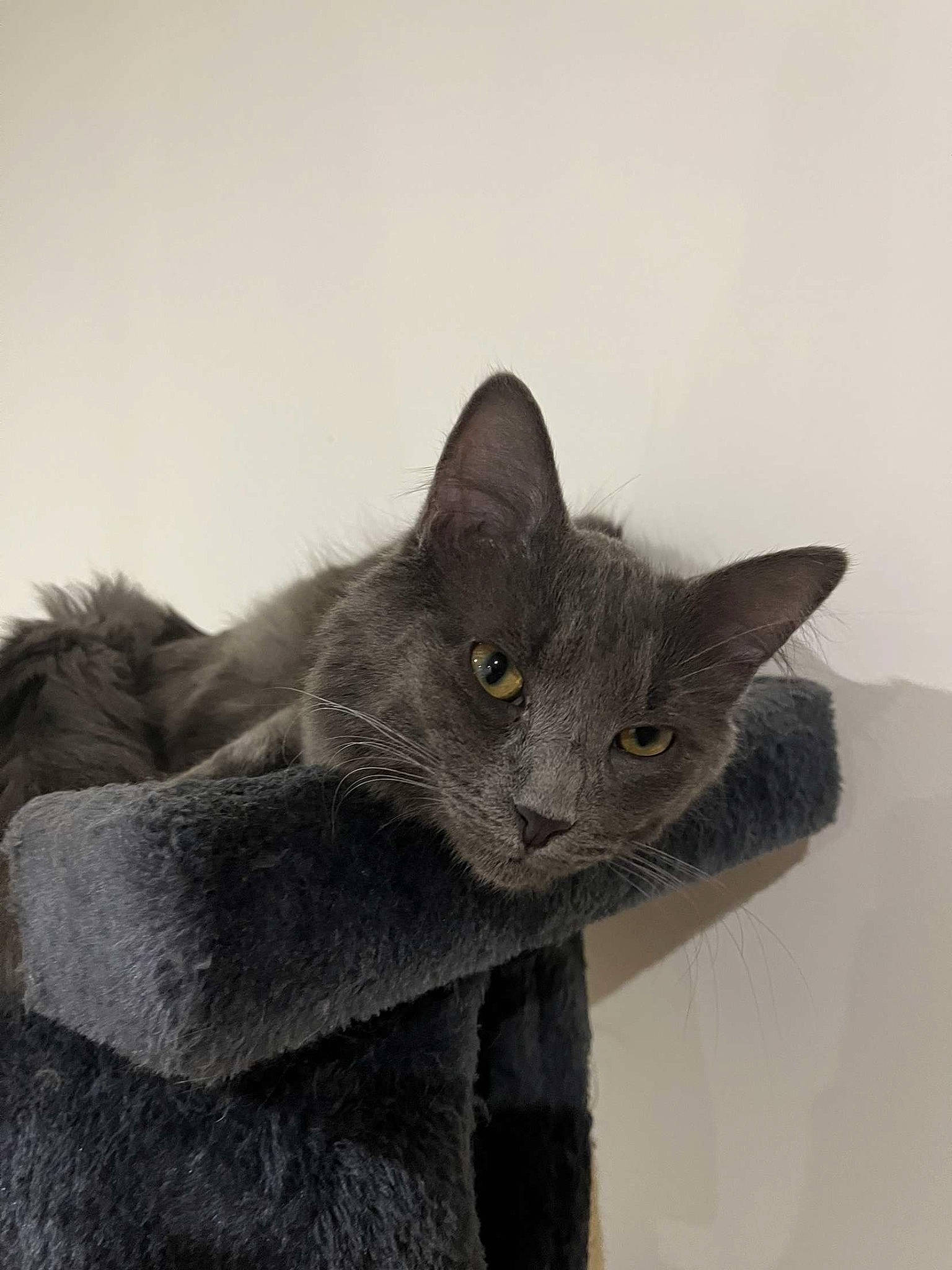 Tyger a rejoint le concours — aidez-le/la à gagner de superbes lots ! carnivore, cat, domestic_short_haired_cat, ear, felidae, fur, grey, russian_blue, small_to_medium_sized_cats, snout, tail, whiskers, window