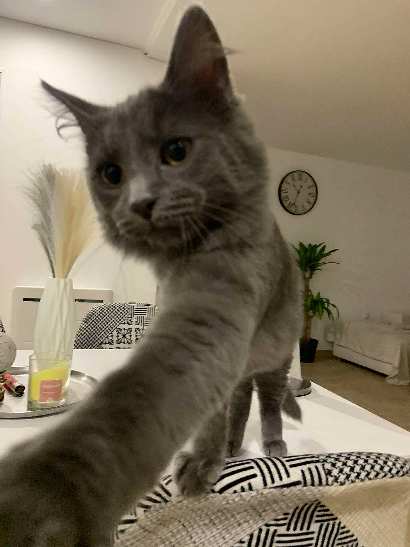 Tyger participe au concours pour gagner de l'argent avec cette photo : carnivore, cat, cat_supply, clock, comfort, domestic_short_haired_cat, felidae, flooring, fur, grey, home_accessories, houseplant, paw, plant, sitting, small_to_medium_sized_cats, snout, tail, whiskers, window