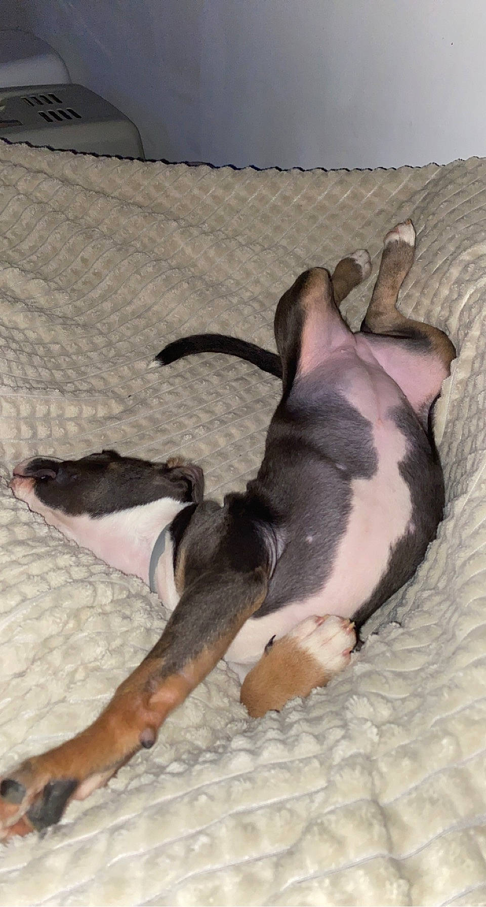 Tina participe au concours pour gagner de l'argent avec cette photo : canidae, carnivore, comfort, companion_dog, dog, dog_breed, ear, fawn, linens, nap, non_sporting_group, paw, snout, sporting_group, tail, terrestrial_animal, toy_dog, whiskers, working_animal