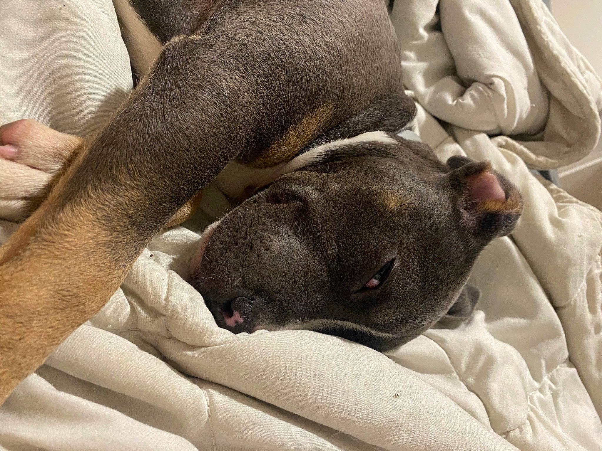 Tina participe au concours pour gagner de l'argent avec cette photo : carnivore, comfort, companion_dog, dog, dog_breed, elbow, fawn, fur, gesture, grey, human_leg, linens, liver, nail, snout, sporting_group, vertebrate, whiskers, working_animal, wrist