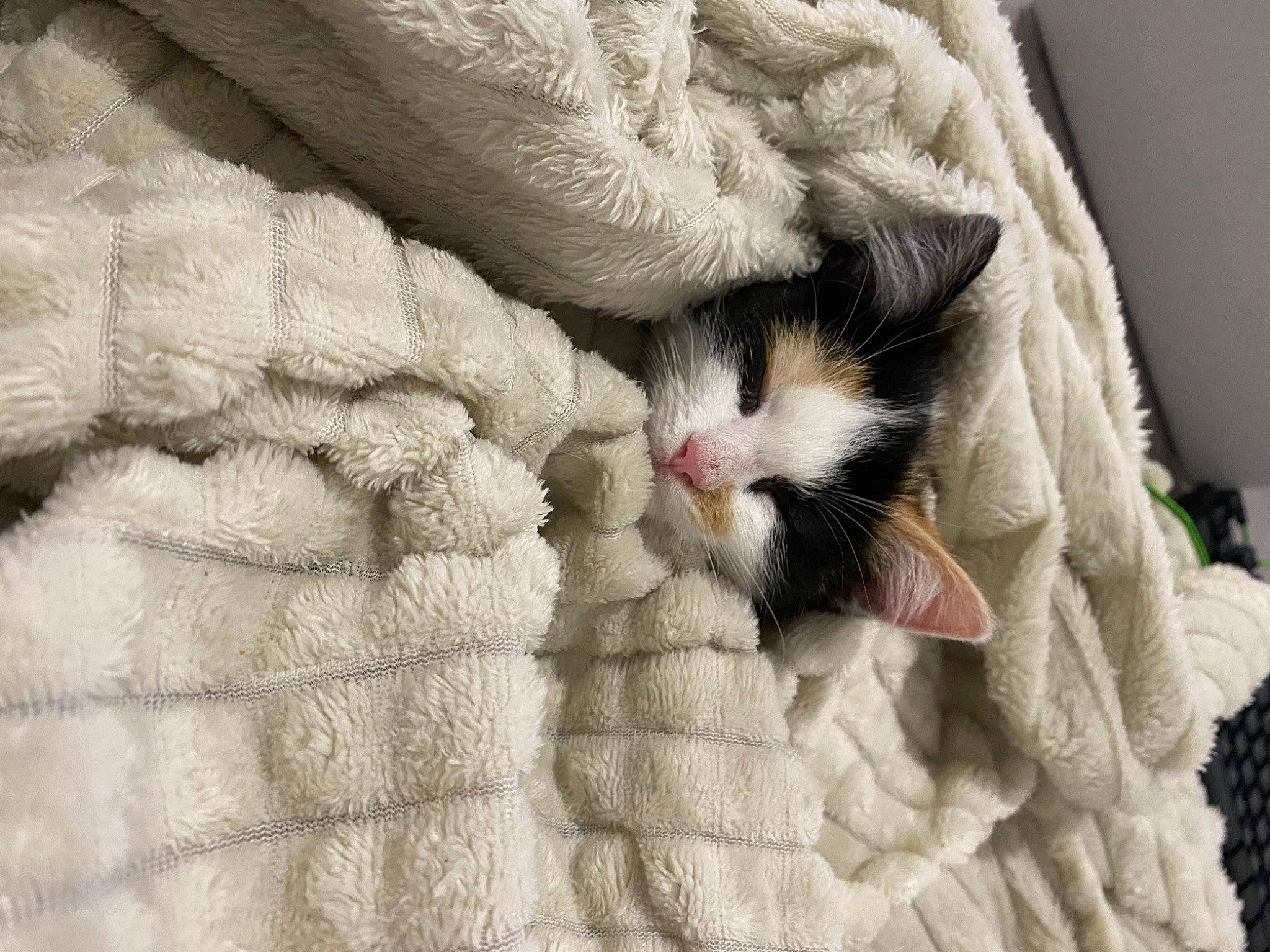 Caramel participe au concours pour gagner de l'argent avec cette photo : carnivore, cat, comfort, domestic_short_haired_cat, fawn, felidae, fur, grey, leg, linens, pattern, paw, small_to_medium_sized_cats, snout, tail, textile, whiskers, wood, wool, woolen