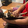 Reba is registered to the contest to win money with this photo: dog, puppy, pet, small_dog, ears, belly_rub, person, arms, red_tank_top, purple_shorts, indoor, wooden_floor, dog_crate, foot, hand, relaxing, cute, animal, companion, home