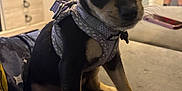 Reba joined the competition — help win amazing prizes! puppy, dog, pet, indoor, couch, harness, cute, small_dog, black_and_tan, living_room, furniture, person, shorts, blanket, curious, sitting, animal, canine, domestic_animal, young