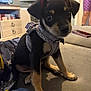 puppy, dog, pet, indoor, couch, harness, cute, small_dog, black_and_tan, living_room, furniture, person, shorts, blanket, curious, sitting, animal, canine, domestic_animal, young