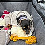 Reba joined the competition — help win amazing prizes! puppy, dog, towel, plush_toy, rope_toy, sleeping, resting, soft_toy, grey_fabric, pet_bed, cozy, small_dog, black_dog, brown_markings, puppy_harness, indoor, pet_accessory, animal, cute, young_dog