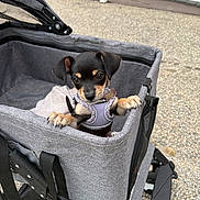 Reba is registered to the contest to win money with this photo: puppy, dog, pet_stroller, gray, purple_harness, outdoor, curious, small_dog, black_dog, tan_markings, pavement, white_fence, canine, pet, animal, young_dog, looking, cute, adorable, leash