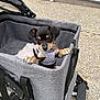 puppy, dog, pet_stroller, gray, purple_harness, outdoor, curious, small_dog, black_dog, tan_markings, pavement, white_fence, canine, pet, animal, young_dog, looking, cute, adorable, leash
