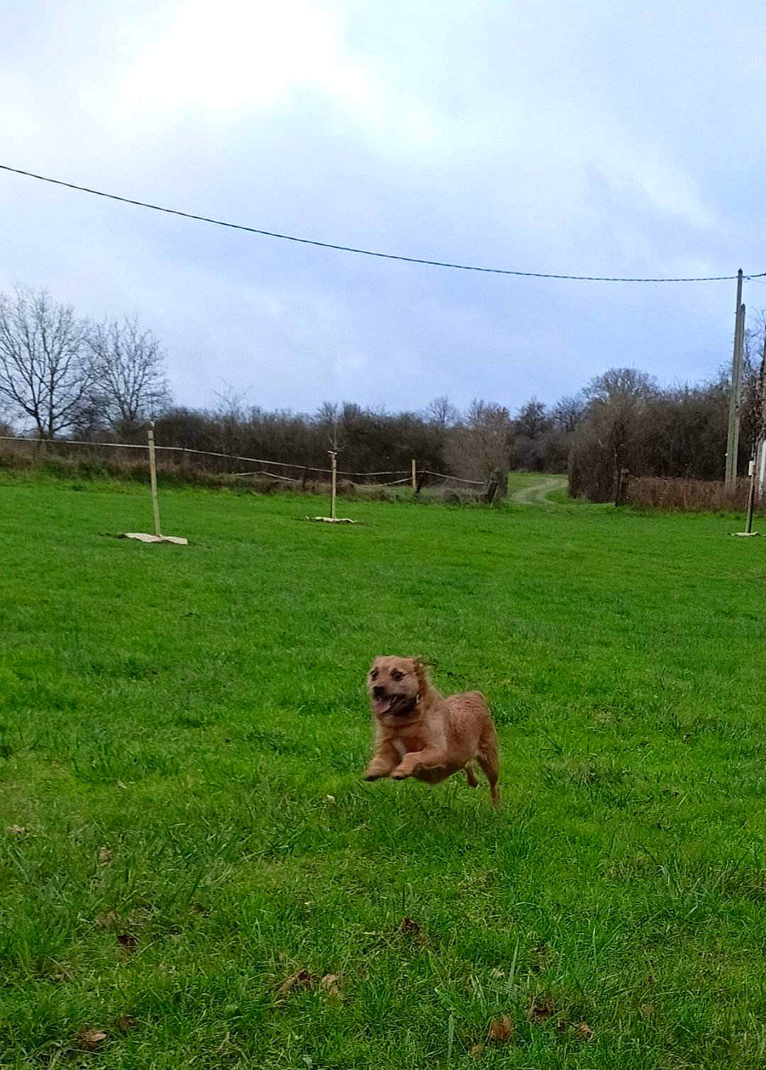 Paddy a rejoint le concours — aidez-le/la à gagner de superbes lots ! carnivore, cloud, companion_dog, dog, dog_breed, fawn, fence, field, grass, grassland, gun_dog, land_lot, landscape, meadow, pasture, plant, prairie, sky, tree, working_animal