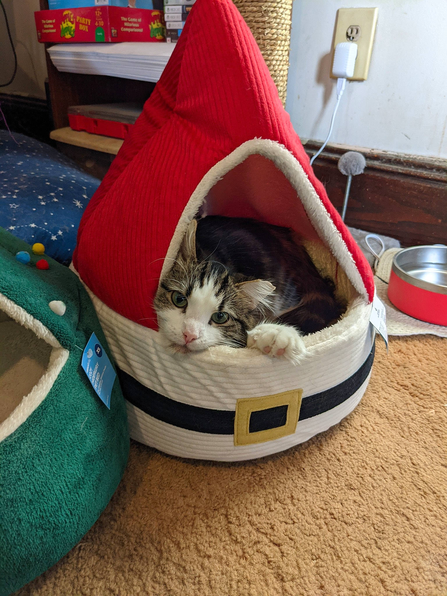 Eclipse is registered to the contest to win money with this photo: bag, basket, box, carnivore, cat, cat_supply, comfort, domestic_short_haired_cat, felidae, floor, flooring, grey, hardwood, linens, luggage_and_bags, mammal, small_to_medium_sized_cats, tail, whiskers, wood