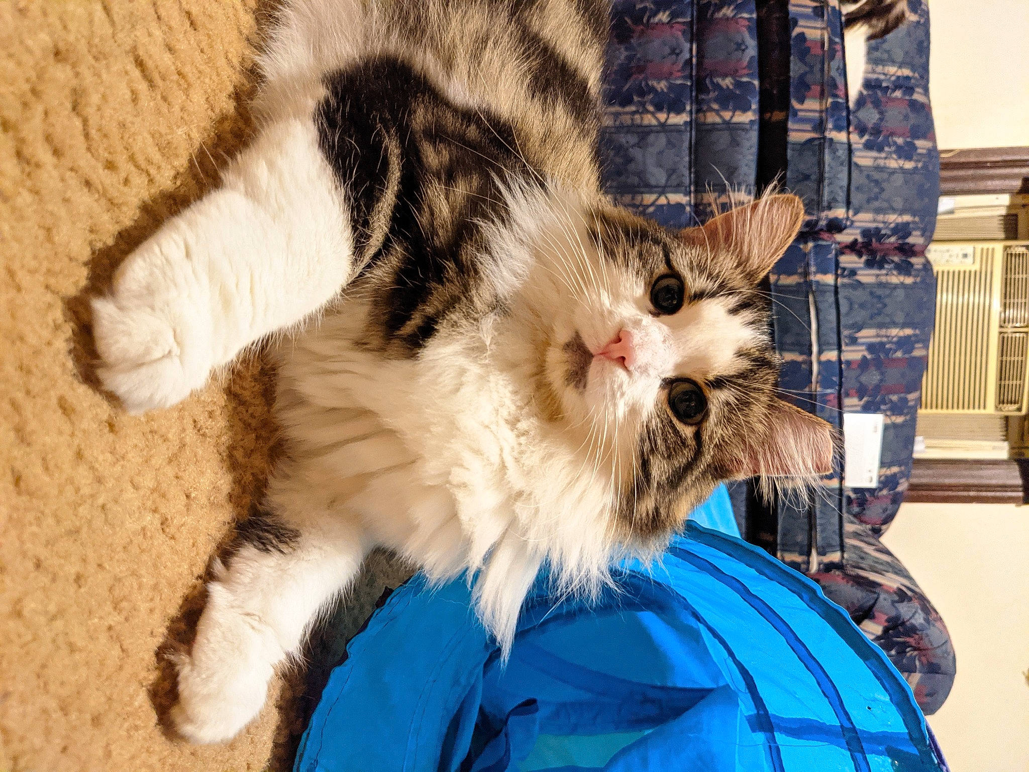 Eclipse is registered to the contest to win money with this photo: basket, carnivore, cat, claw, comfort, domestic_short_haired_cat, electric_blue, fawn, felidae, fur, nap, paw, small_to_medium_sized_cats, snout, tail, whiskers