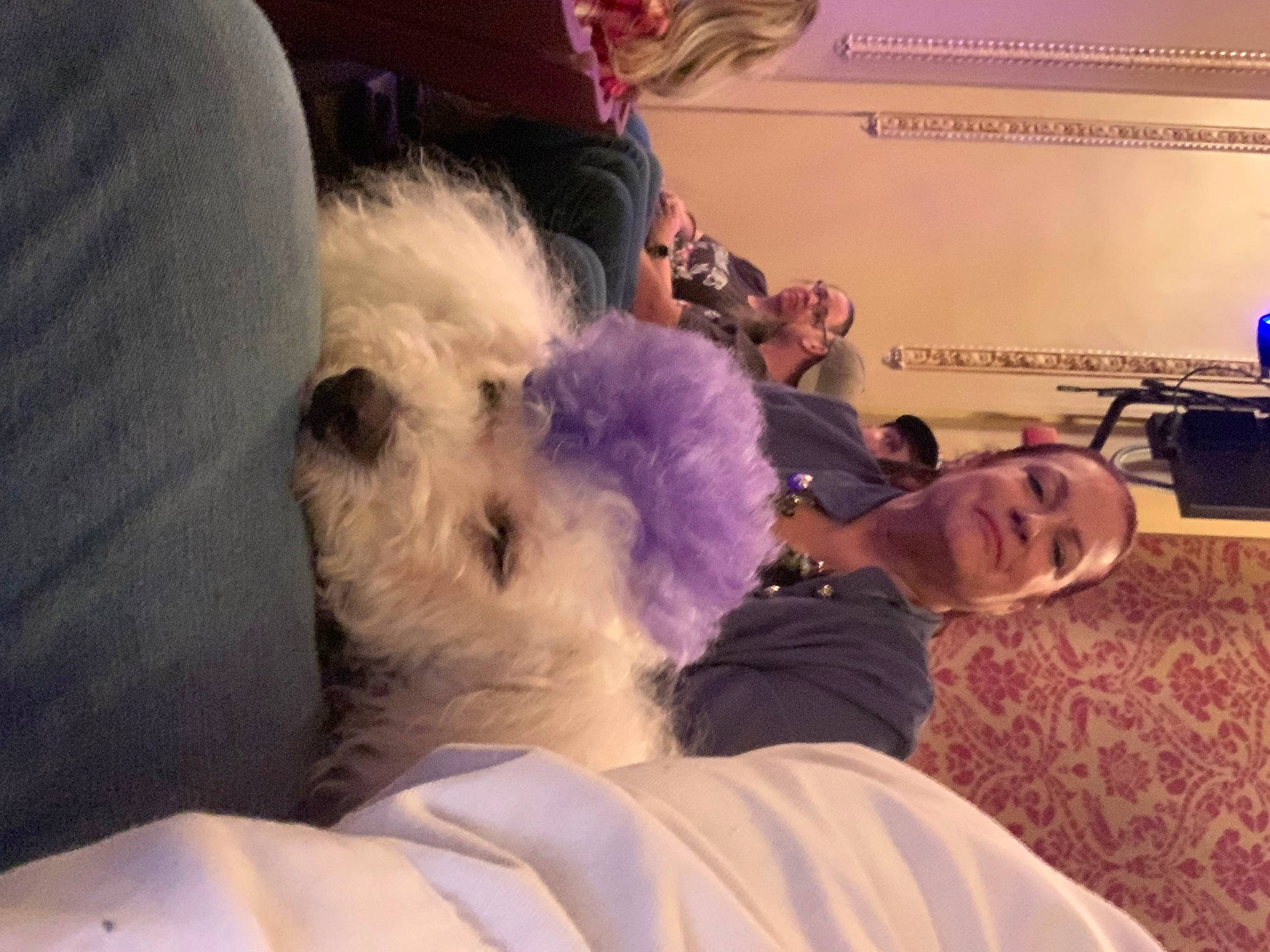 Bentley is registered to the contest to win money with this photo: canidae, carnivore, cloud, comfort, companion_dog, dog, dog_breed, eyewear, felidae, fur, mammal, microphone, nap, puppy_love, selfie, small_terrier, small_to_medium_sized_cats, sporting_group, terrier, toy_dog