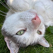 Pimousse participe au concours pour gagner de l'argent avec cette photo : cat, white_cat, green_eyes, whiskers, pink_nose, close_up, grass, outdoor, pet, animal, feline, lying_down, fur, ears, nature, daylight, relaxed, cute, portrait, mammal