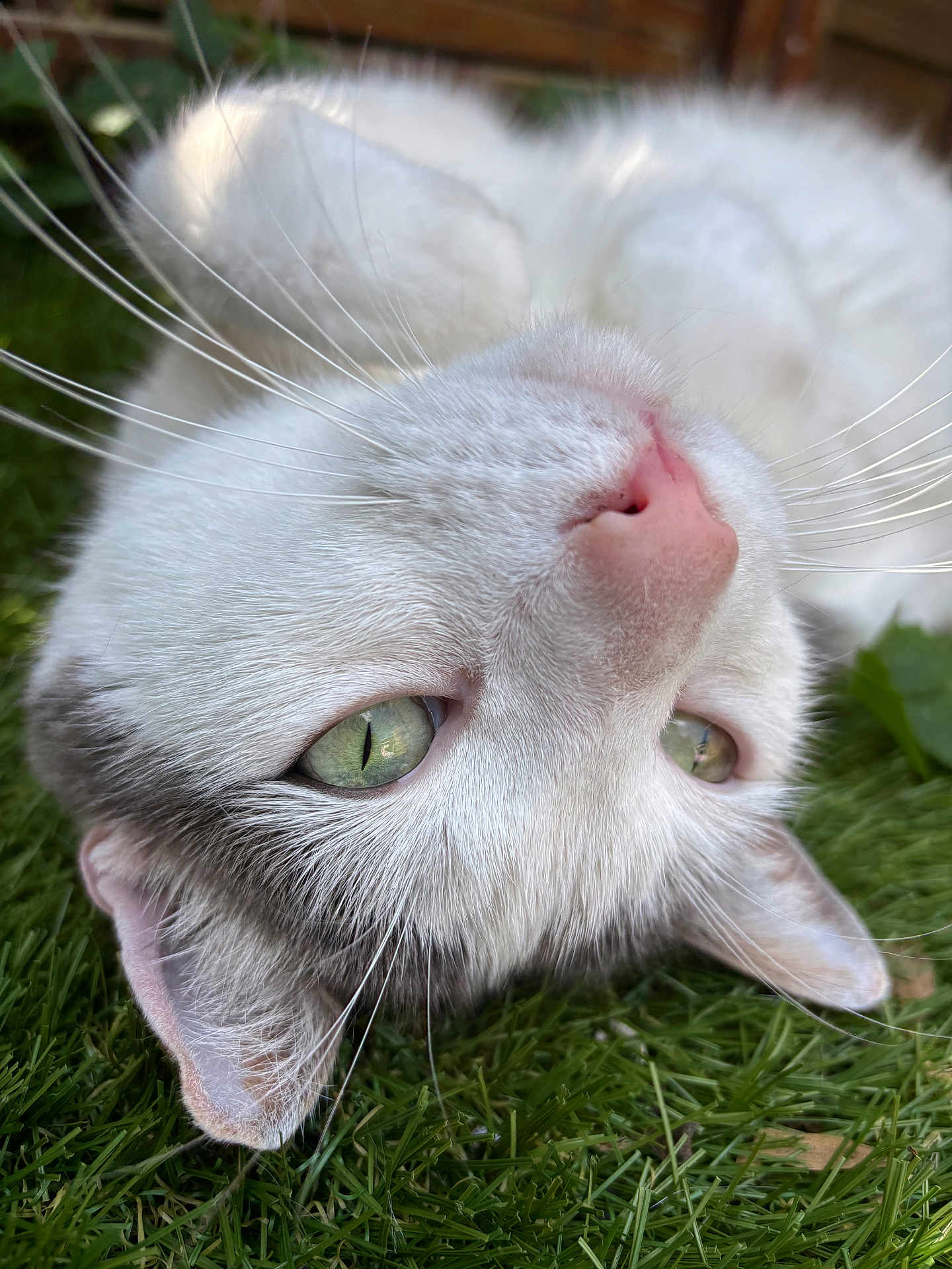 Pimousse participe au concours pour gagner de l'argent avec cette photo : cat, white_cat, green_eyes, whiskers, pink_nose, close_up, grass, outdoor, pet, animal, feline, lying_down, fur, ears, nature, daylight, relaxed, cute, portrait, mammal
