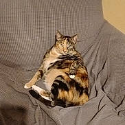 Lucy is registered to the contest to win money with this photo: cat, tabby, relaxed, sofa, gray, pet, feline, indoor, cozy, fur, whiskers, animal, resting, home, cute, mammal, domestic, patterned, comfort, sitting