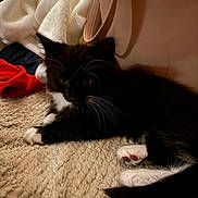 Poppy is registered to the contest to win money with this photo: kitten, cat, black_and_white, whiskers, paw, fur, pet, animal, indoor, blanket, resting, cute, small, young, feline, texture, soft, cozy, relaxed, curious