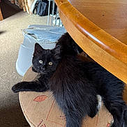 Luna is registered to the contest to win money with this photo: black_cat, kitten, furniture, stool, wooden_table, indoor, carpet, pet, animal, curious, resting, fluffy, looking_at_camera, cozy, home, domestic_cat, small_animal, cute, young_cat, relaxed