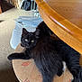 black_cat, kitten, furniture, stool, wooden_table, indoor, carpet, pet, animal, curious, resting, fluffy, looking_at_camera, cozy, home, domestic_cat, small_animal, cute, young_cat, relaxed