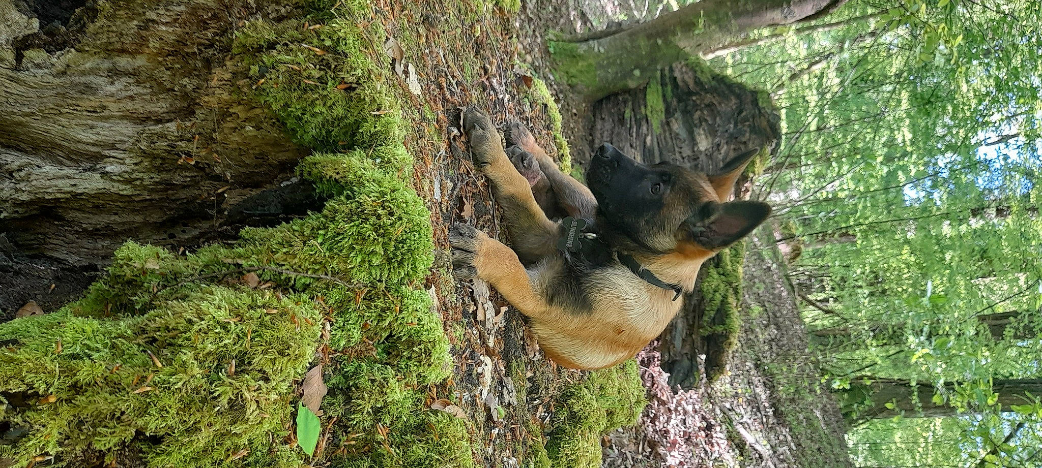 Sunshine participe au concours pour gagner de l'argent avec cette photo : branch, canidae, carnivore, dog, dog_breed, fawn, forest, jungle, old_growth_forest, organism, plant, snout, terrestrial_animal, terrestrial_plant, tree, trunk, vegetation, wildlife, wood, woodland