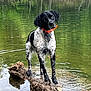 dog, water, pond, rock, wet, black_and_white, orange_collar, animal, outdoor, nature, curious, standing, reflection, ripples, fur, canine, lake, tree_reflection, summer, pet