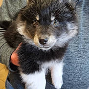 Boots Oreo Black is registered to the contest to win money with this photo: dog, puppy, fluffy, black_fur, white_paws, brown_eyes, face, nose, ears, person, arm, hoodie, gray_clothing, indoor, close_up, portrait, cute, pet, holding, furry