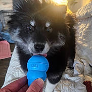 Boots Oreo Black is registered to the contest to win money with this photo: bed, blanket, cage, chew_toy, close_up, dog, eyes, floor, fur, hand, human_hand, indoor, kong_ball, lamp, pet_toy, playful, portrait, puppy, quilt, tongue_out
