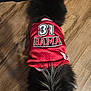 dog, fluffy_dog, red_jersey, bama, number_31, pet_clothing, hardwood_floor, top_down_view, black_fur, tail, indoor, small_dog, sports_jersey, outfit, playful, sock, fur_pattern, floor_texture, home, companion_pet