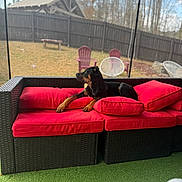 Bubba is registered to the contest to win money with this photo: backyard, calm, canine, chair, couch, daytime, dog, fence, grass, leisure, outdoor_furniture, patio, pet, red_cushions, relaxing, rottweiler, sky, sunlight, tree, wooden_fence