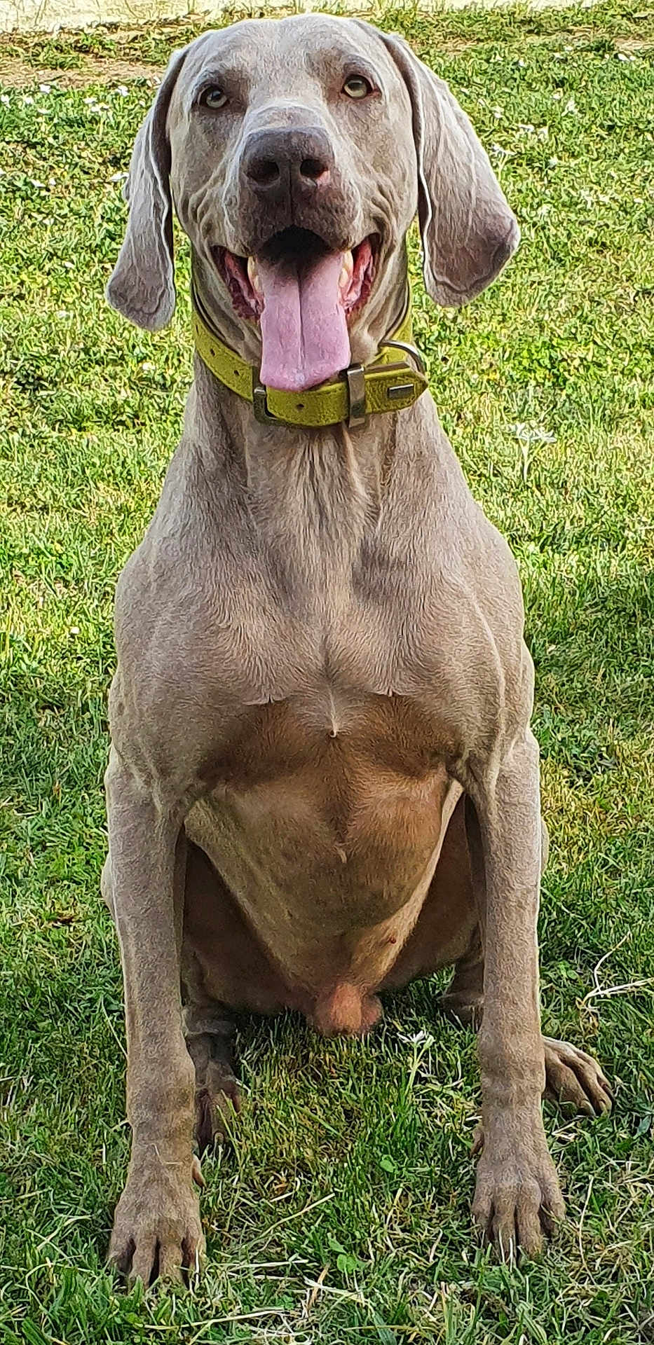 Oslow participe au concours pour gagner de l'argent avec cette photo : dog, canine, pet, grass, outdoor, tongue_out, happy, collar, sitting, ears, muzzle, animal, mammal, friendly, playful, summer, nature, cute, domestic_animal, portrait