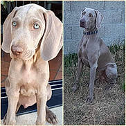 Oslow a rejoint le concours — aidez-le/la à gagner de superbes lots ! adult_dog, animal, blue_eyes, canine, close_up, collar, concrete_wall, dog, floor, grass, gray_coat, indoor, mature_dog, outdoor, pet, portrait, puppy, sitting, weimaraner, young_dog