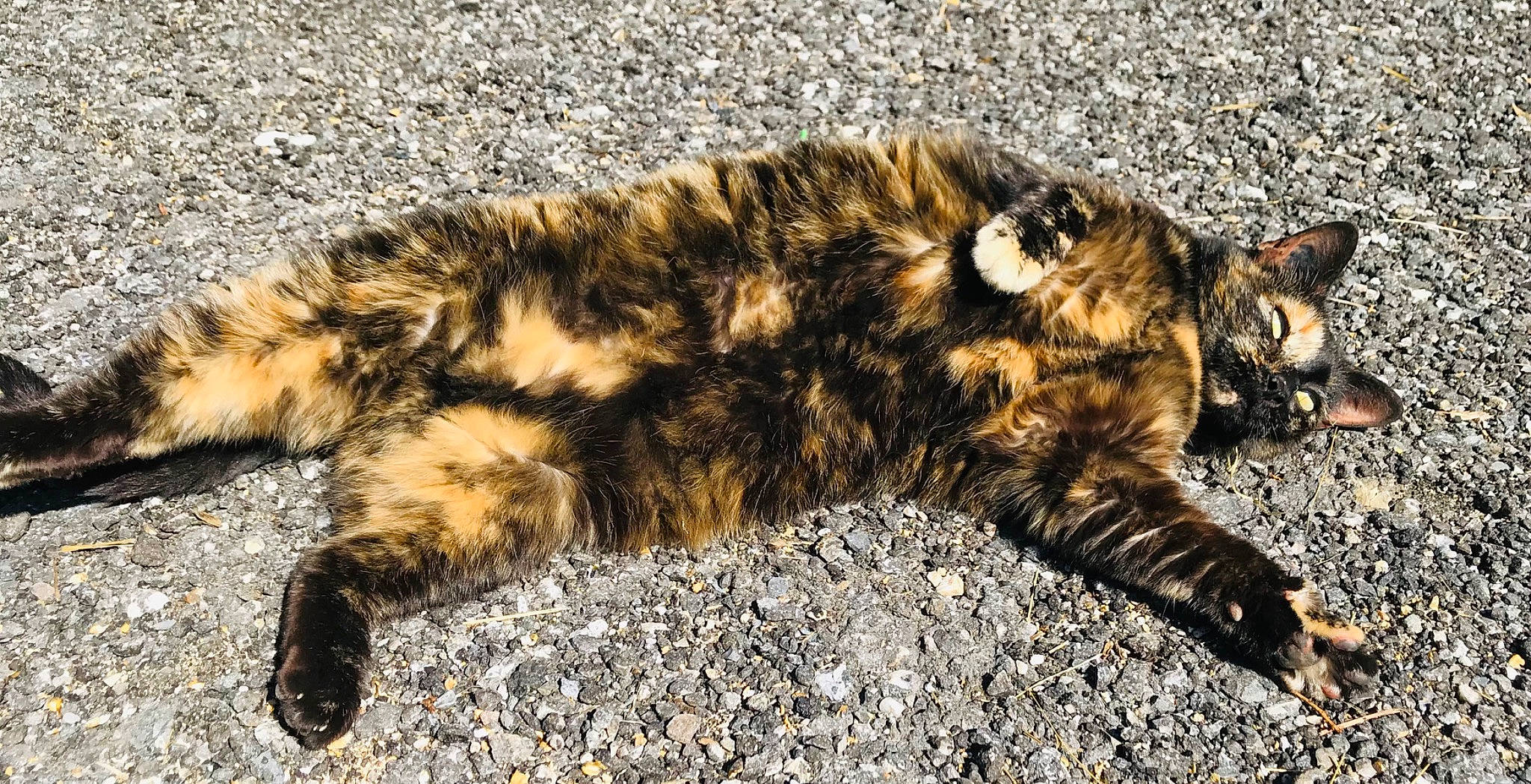 Van Gogh a rejoint le concours — aidez-le/la à gagner de superbes lots ! carnivore, cat, claw, domestic_short_haired_cat, felidae, fur, grass, nap, organism, paw, sleep, small_to_medium_sized_cats, snout, soil, tail, terrestrial_animal, whiskers, wildlife