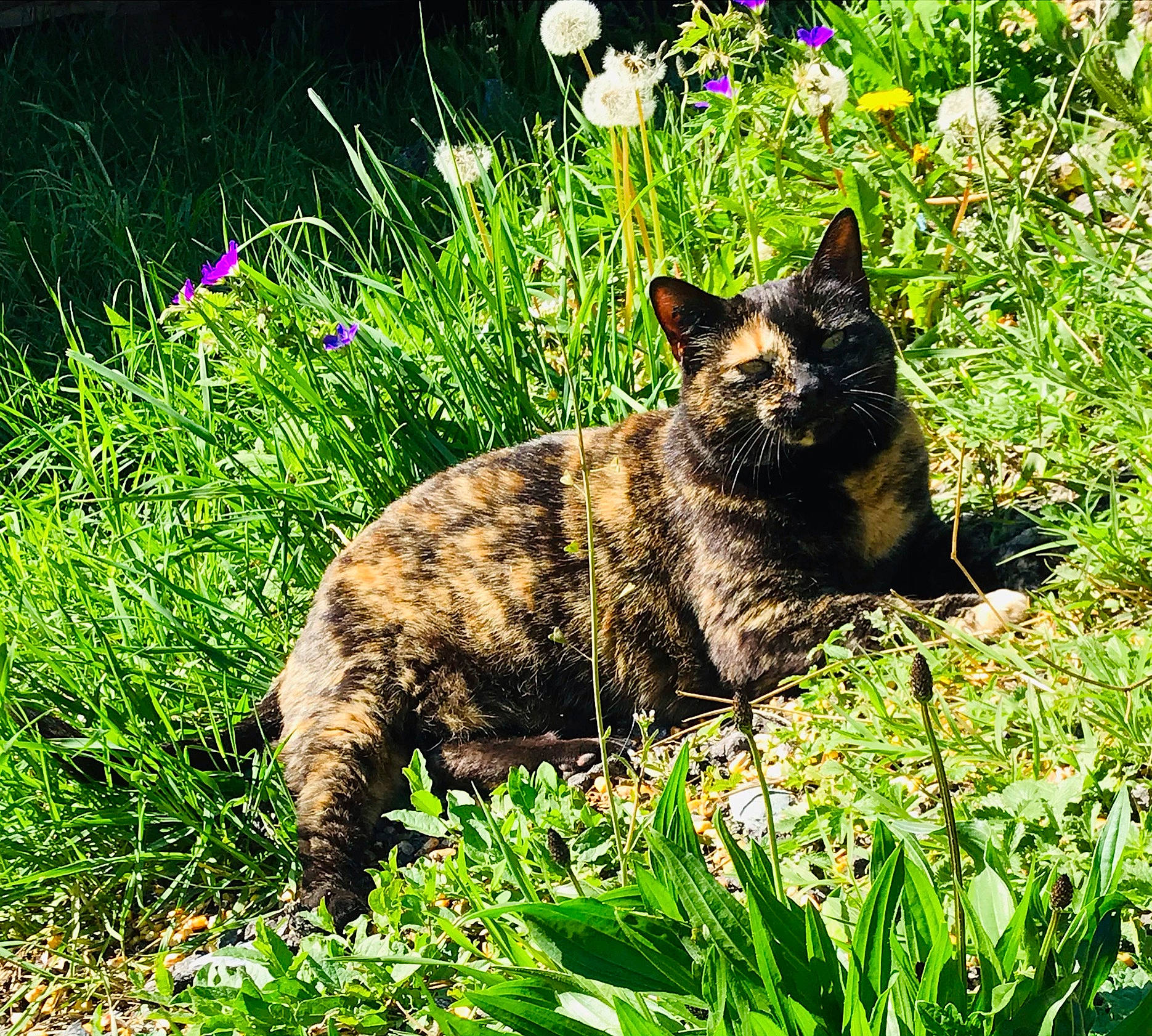 Van Gogh a rejoint le concours — aidez-le/la à gagner de superbes lots ! carnivore, cat, felidae, flower, grass, grass_family, grassland, groundcover, lawn, leaf, lynx, meadow, natural_landscape, plant, shrub, small_to_medium_sized_cats, tail, terrestrial_animal, terrestrial_plant, whiskers