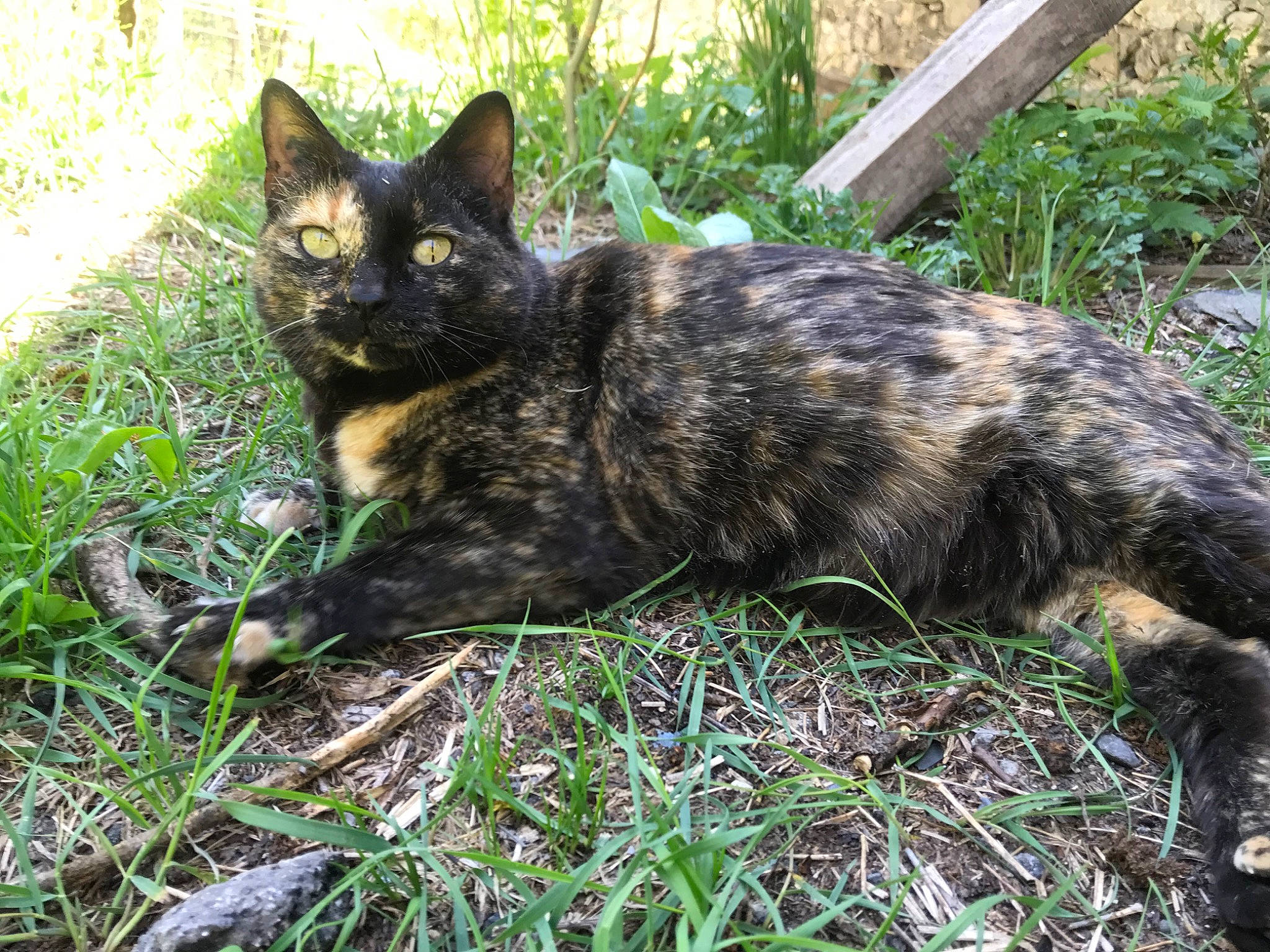 Van Gogh a rejoint le concours — aidez-le/la à gagner de superbes lots ! carnivore, cat, domestic_short_haired_cat, felidae, fur, grass, groundcover, plant, shrub, small_to_medium_sized_cats, snout, tail, terrestrial_animal, whiskers