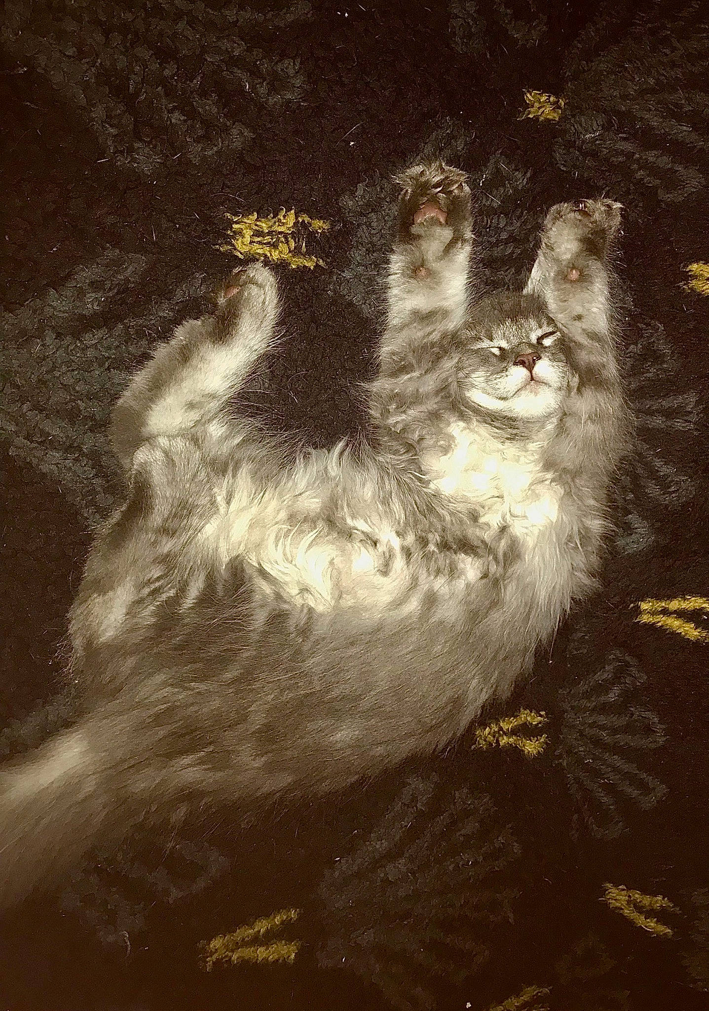 Taïko a rejoint le concours — aidez-le/la à gagner de superbes lots ! art, carnivore, cat, darkness, felidae, fur, illustration, monochrome, painting, small_to_medium_sized_cats, still_life_photography, tail, terrestrial_animal, tints_and_shades, visual_arts, whiskers, wildlife, wood